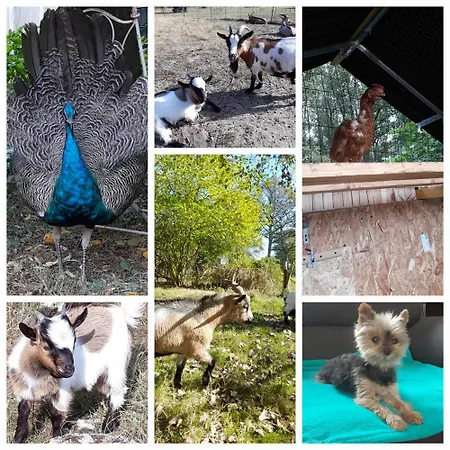 Suzana Séjour chez l'habitant *